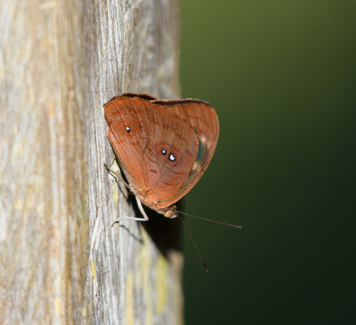 Eunica viola, Mitu, Colombia  Colombia,Colombia 2024,Eunica viola,Fall,Geotagged,Mit&uacute;,South America,World