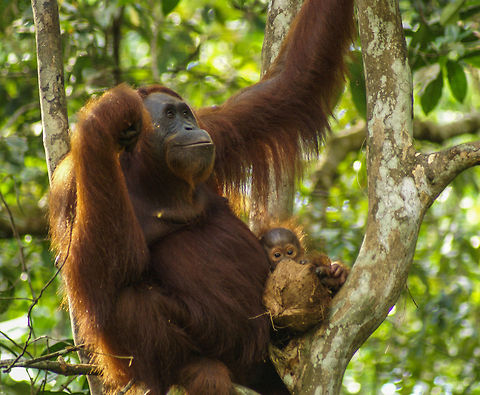 JungleDragon donates to the Borneo Orangutan Survival Foundation The Orangutan habitat destruction in Borneo is so massive and widespread that their survival is at stake. In the coming years it will be decided whether we will have only pictures such as these to stare at, or actual real life wild Orangutans, feeding and breeding in their natural habitat, or what's left of it.

JungleDragon just donated 100 USD to the Borneo Orangutan Survival Foundation:
http://www.jungledragon.com/forum/1/news_and_announcements/293/2_milestones_crossed

It's a small gesture, but every Orangutan helped is worthy at this point in time. Asia,Bornean orangutan,Malaysia,Pongo pygmaeus
