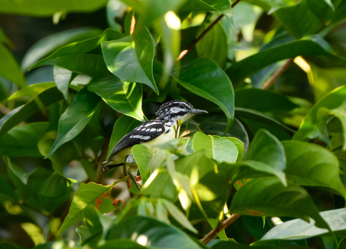 Moustached Antwren, Mitu, Colombia  Colombia,Colombia 2024,Fall,Geotagged,Mit&uacute;,Moustached Antwren,Myrmotherula ignota,South America,World