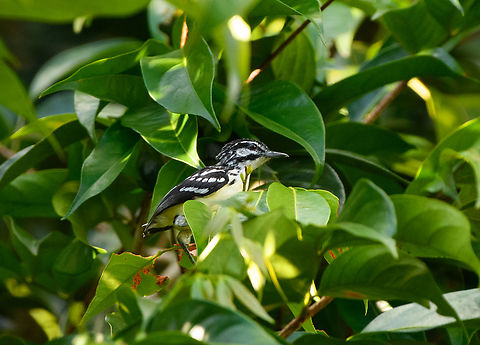 Moustached Antwren, Mitu, Colombia  Colombia,Colombia 2024,Fall,Geotagged,Mit&uacute;,Moustached Antwren,Myrmotherula ignota,South America,World
