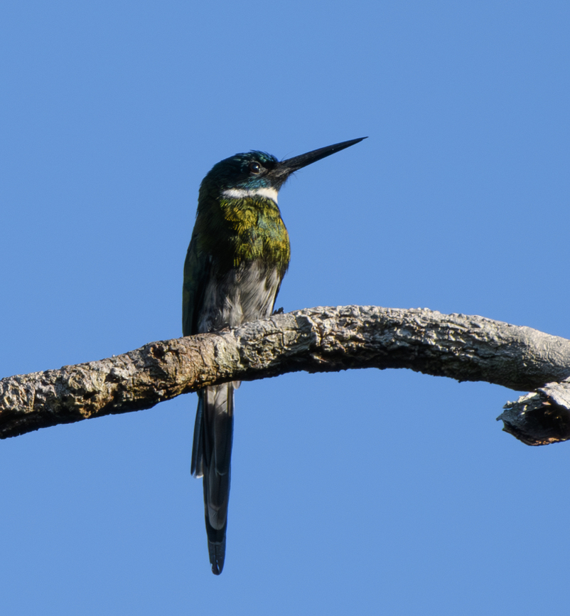 Bronzy Jacamar, Mitu, Colombia  Bronzy jacamar,Colombia,Colombia 2024,Fall,Galbula leucogastra,Geotagged,Mit&uacute;,South America,World