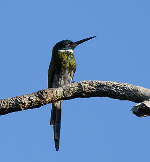 Bronzy Jacamar, Mitu, Colombia  Bronzy jacamar,Colombia,Colombia 2024,Fall,Galbula leucogastra,Geotagged,Mitú,South America,World