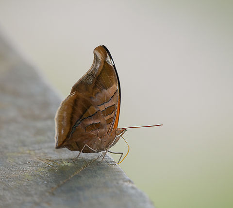Historis odius, Mitu, Colombia  Colombia,Colombia 2024,Fall,Geotagged,Historis odius,Mit&uacute;,Orion Cecropian,South America,World