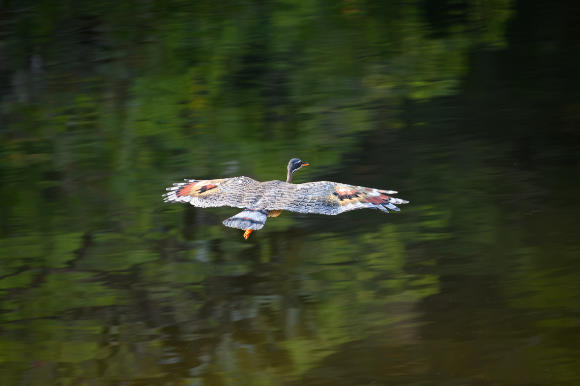 Sunbittern in flight, Mitu, Colombia  Colombia,Colombia 2024,Eurypyga helias,Fall,Geotagged,Mit&uacute;,South America,Sunbittern,World