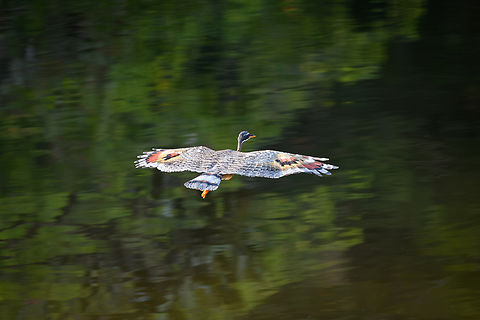 Sunbittern in flight, Mitu, Colombia  Colombia,Colombia 2024,Eurypyga helias,Fall,Geotagged,Mit&uacute;,South America,Sunbittern,World