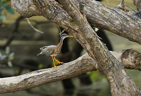 Sunbittern, Mitu, Colombia  Colombia,Colombia 2024,Eurypyga helias,Fall,Geotagged,Mit&uacute;,South America,Sunbittern,World