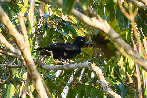 Amazonian Umbrellabird, Mitu, Colombia  Amazonian umbrellabird,Cephalopterus ornatus,Colombia,Colombia 2024,Fall,Geotagged,Mitú,South America,World