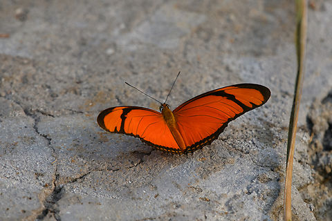 Dryas iulia, Mitu, Colombia  Colombia,Colombia 2024,Dryas iulia,Fall,Geotagged,Julia Butterfly,Mitú,South America,World