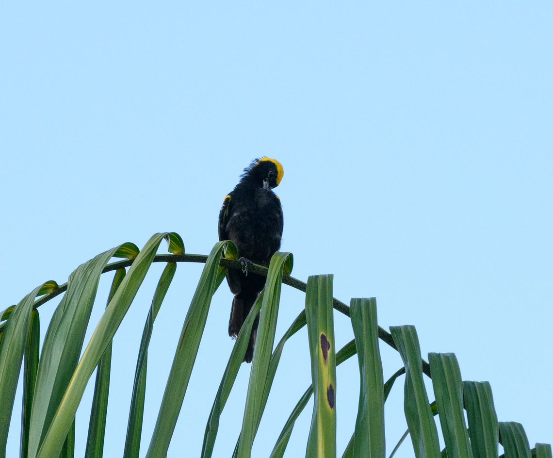 Epaulet Oriole, Mitu, Colombia  Colombia,Colombia 2024,Epaulet oriole,Fall,Geotagged,Icterus cayanensis,Mitú,South America,World