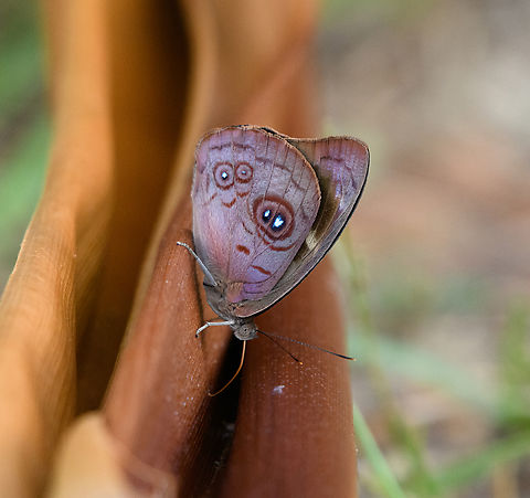 Eunica viola, Mitu, Colombia  Colombia,Colombia 2024,Eunica viola,Fall,Geotagged,Mit&uacute;,South America,World