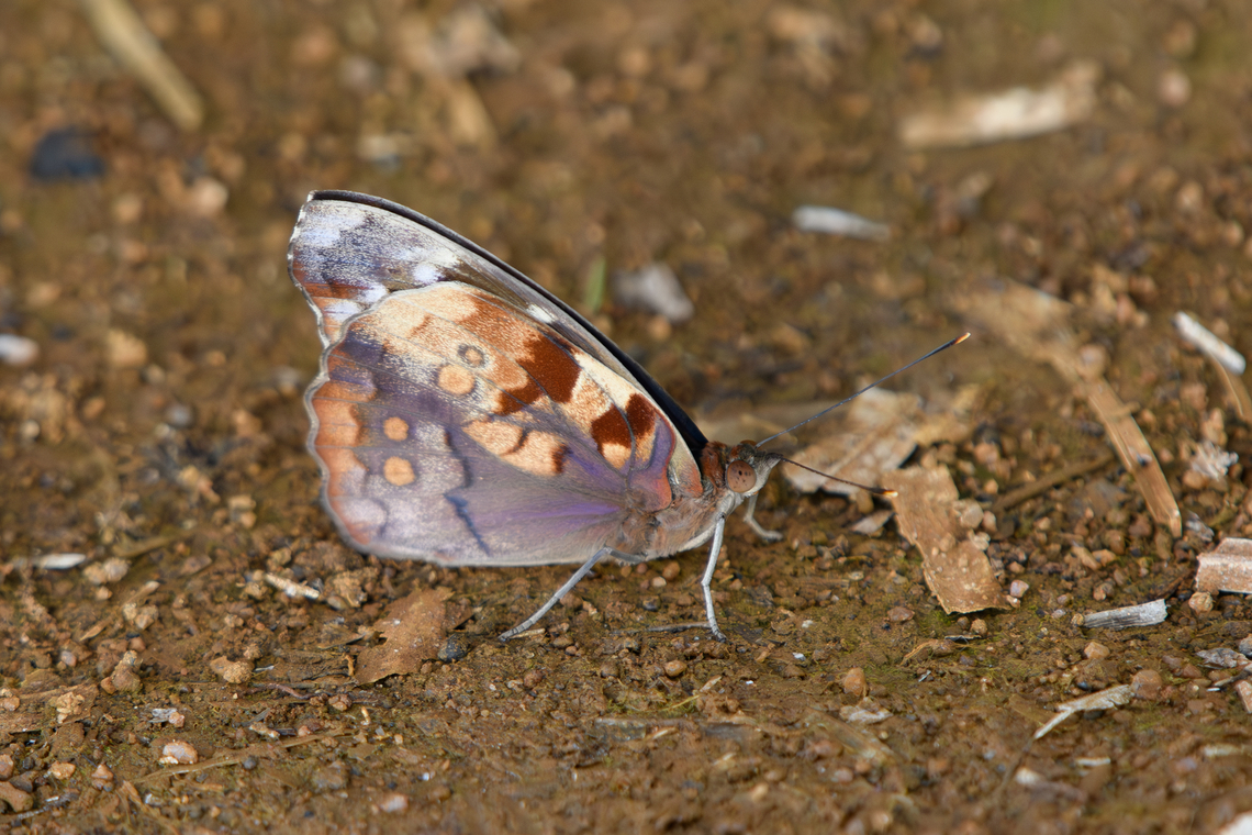 Eunica mygdonia, Mitu, Colombia  Blind Purplewing,Colombia,Colombia 2024,Eunica mygdonia,Fall,Geotagged,Mitú,South America,World