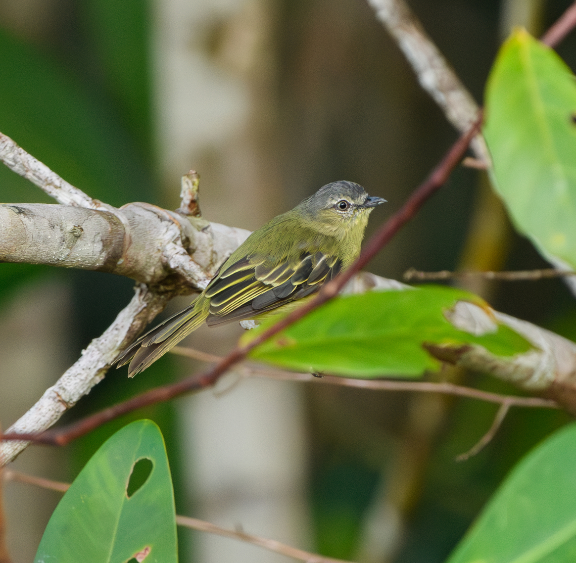 Slender-footed Tyrannulet, Mitu, Colombia  Colombia,Colombia 2024,Fall,Geotagged,Mitú,Slender-footed tyrannulet,South America,World,Zimmerius gracilipes