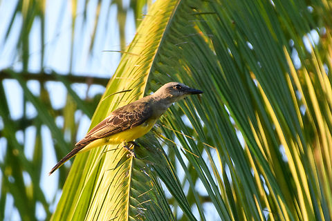 Tropical Kingbird, Mitu, Colombia  Colombia,Colombia 2024,Fall,Geotagged,Mit&uacute;,South America,Tropical Kingbird,Tyrannus melancholicus,World