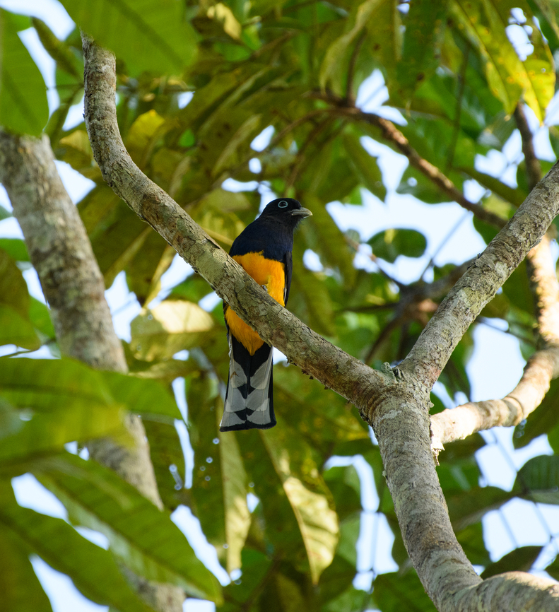 Green-backed Trogon, Mitu, Colombia  Colombia,Colombia 2024,Fall,Geotagged,Green-backed Trogon,Mitú,South America,Trogon viridis,World