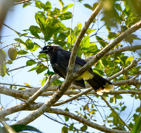 Azure-naped Jay, Mitu, Colombia  Azure-naped jay,Colombia,Colombia 2024,Cyanocorax heilprini,Fall,Geotagged,Mit&uacute;,South America,World