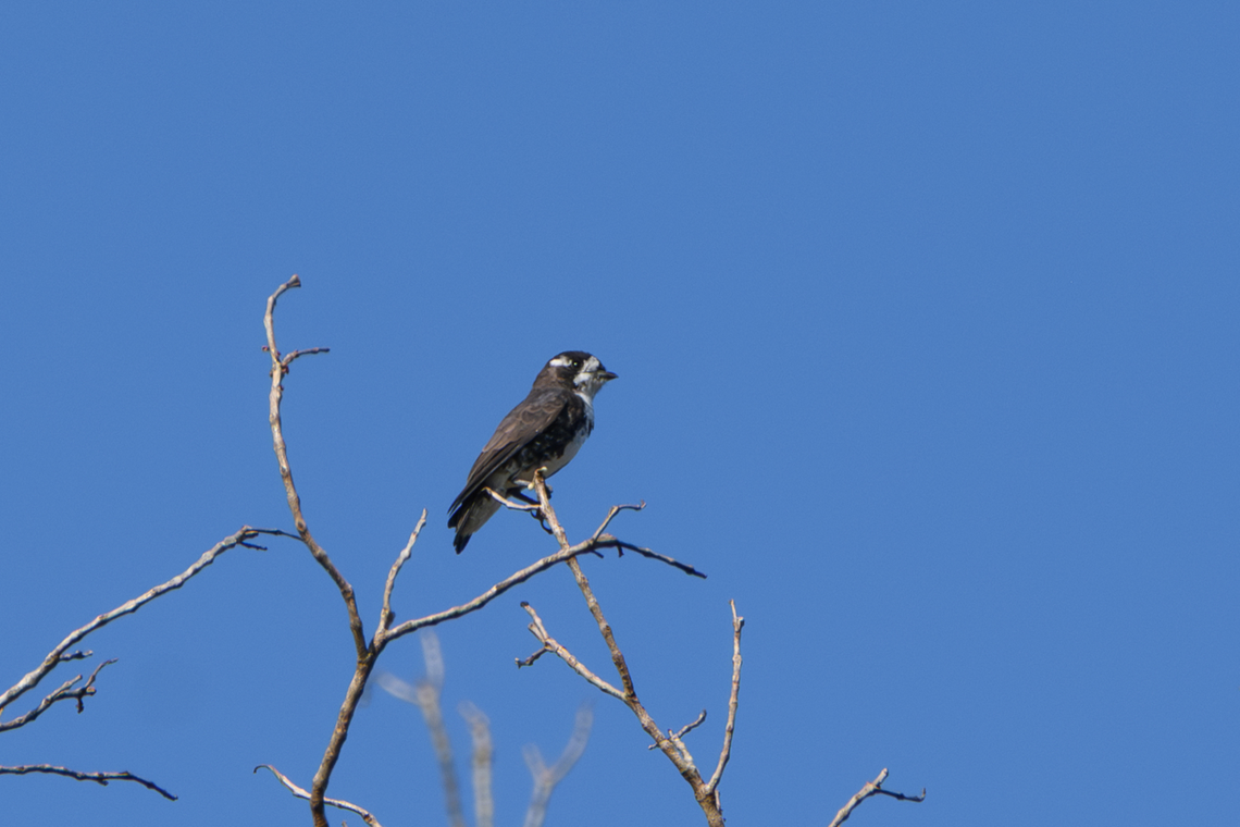 White-browed Purpletuft, Mitu, Colombia  Colombia,Colombia 2024,Fall,Geotagged,Iodopleura isabellae,Mit&uacute;,South America,White-browed purpletuft,World