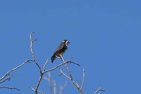 White-browed Purpletuft, Mitu, Colombia  Colombia,Colombia 2024,Fall,Geotagged,Iodopleura isabellae,Mit&uacute;,South America,White-browed purpletuft,World