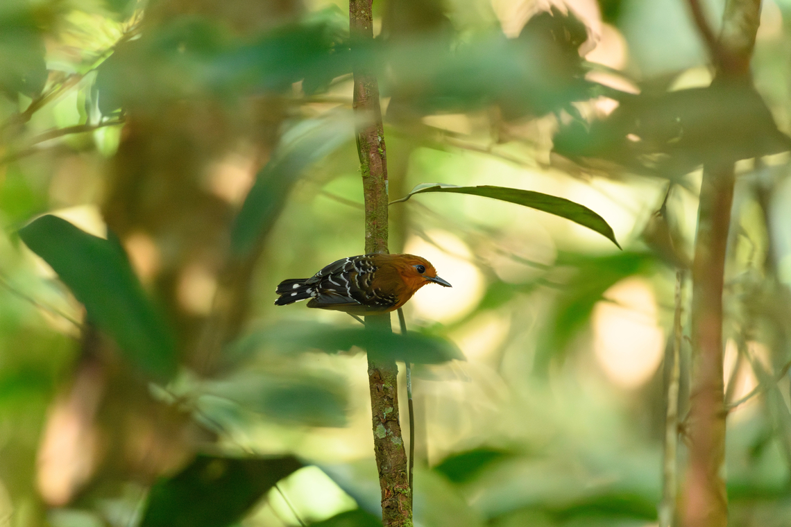 Common scale-backed Antbird, Colombia  Colombia,Colombia 2024,Common scale-backed antbird,Fall,Geotagged,Mitú,South America,Willisornis poecilinotus,World