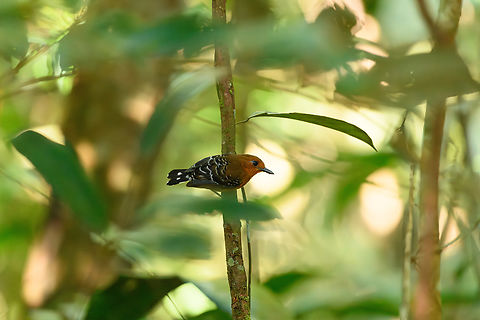 Common scale-backed Antbird, Colombia  Colombia,Colombia 2024,Common scale-backed antbird,Fall,Geotagged,Mitú,South America,Willisornis poecilinotus,World