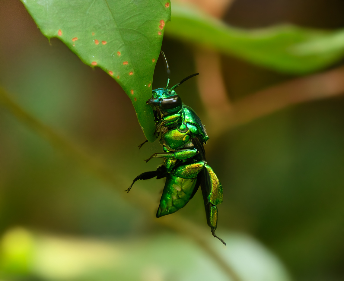 Euglossa sp., Mitu, Colombia A male orchid bee showing behavior commonly seen in solitary bees across multiples genuses. They clinch their jaws to a leaf to rest during cooler parts of the day. This is due to the males not having a nest to return to. Colombia,Colombia 2024,Fall,Geotagged,Mitú,South America,World
