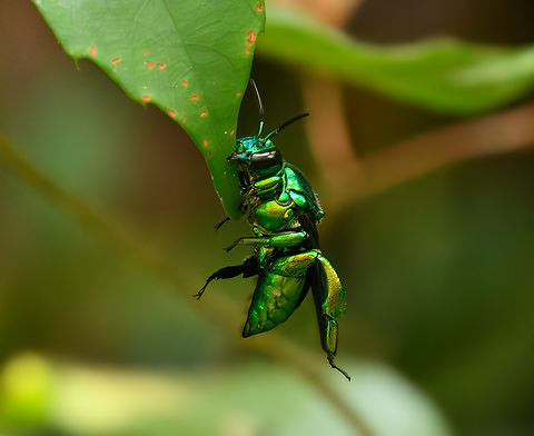 Euglossa sp., Mitu, Colombia A male orchid bee showing behavior commonly seen in solitary bees across multiples genuses. They clinch their jaws to a leaf to rest during cooler parts of the day. This is due to the males not having a nest to return to. Colombia,Colombia 2024,Fall,Geotagged,Mitú,South America,World