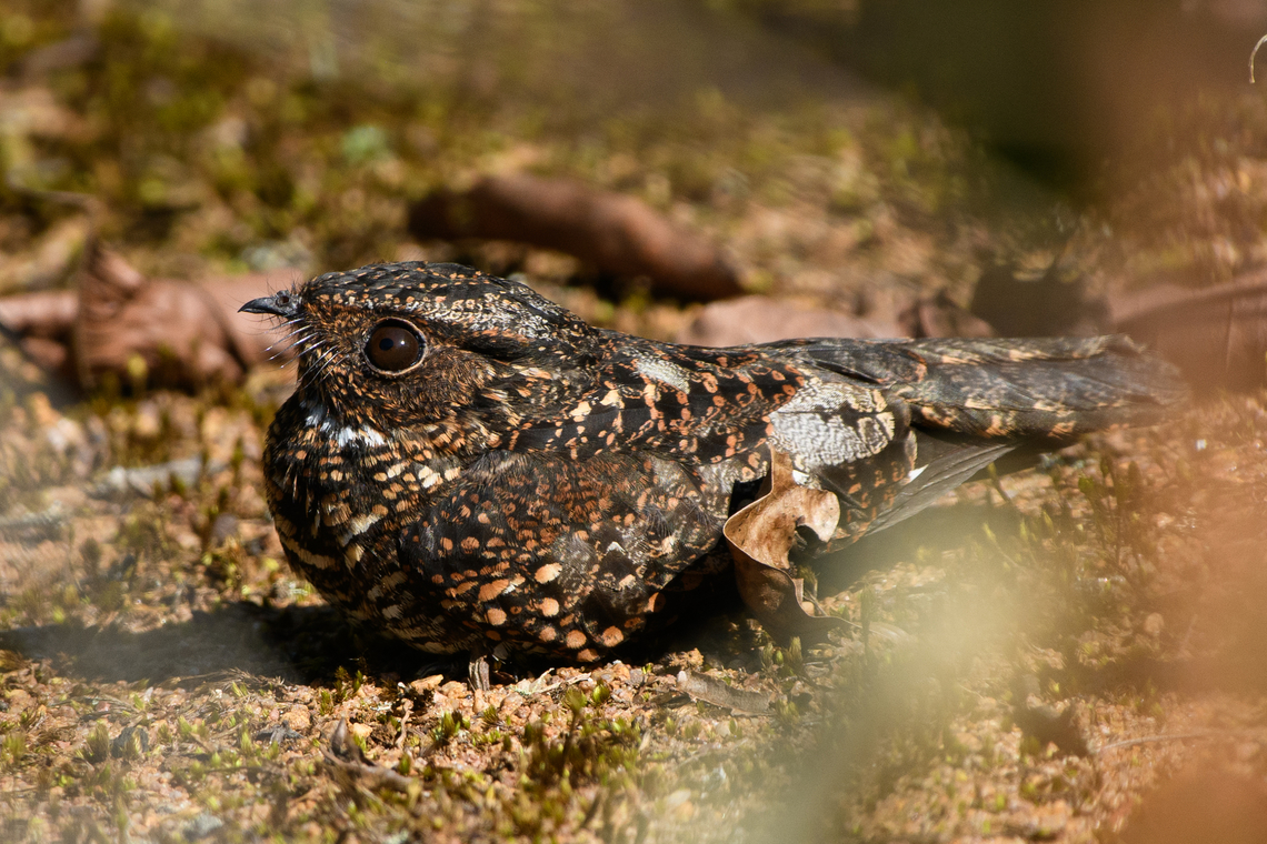 Blackish Nightjar, Mitu, Colombia <figure class="photo"><a href="https://www.jungledragon.com/image/168758/blackish_nightjar_mitu_colombia.html" title="Blackish Nightjar, Mitu, Colombia"><img src="https://s3.amazonaws.com/media.jungledragon.com/images/2/168758_thumb.jpg?AWSAccessKeyId=05GMT0V3GWVNE7GGM1R2&Expires=1759968010&Signature=4tk%2BBa150GdonjbY8WYJpJvtB1I%3D" width="200" height="134" alt="Blackish Nightjar, Mitu, Colombia https://www.jungledragon.com/image/168757/blackish_nightjar_mitu_colombia.html Blackish nightjar,Colombia,Colombia 2024,Fall,Geotagged,Mit&uacute;,Nyctipolus nigrescens,South America,World" /></a></figure> Blackish Nightjar,Colombia,Colombia 2024,Fall,Geotagged,Mitú,Nyctipolus nigrescens,South America,World