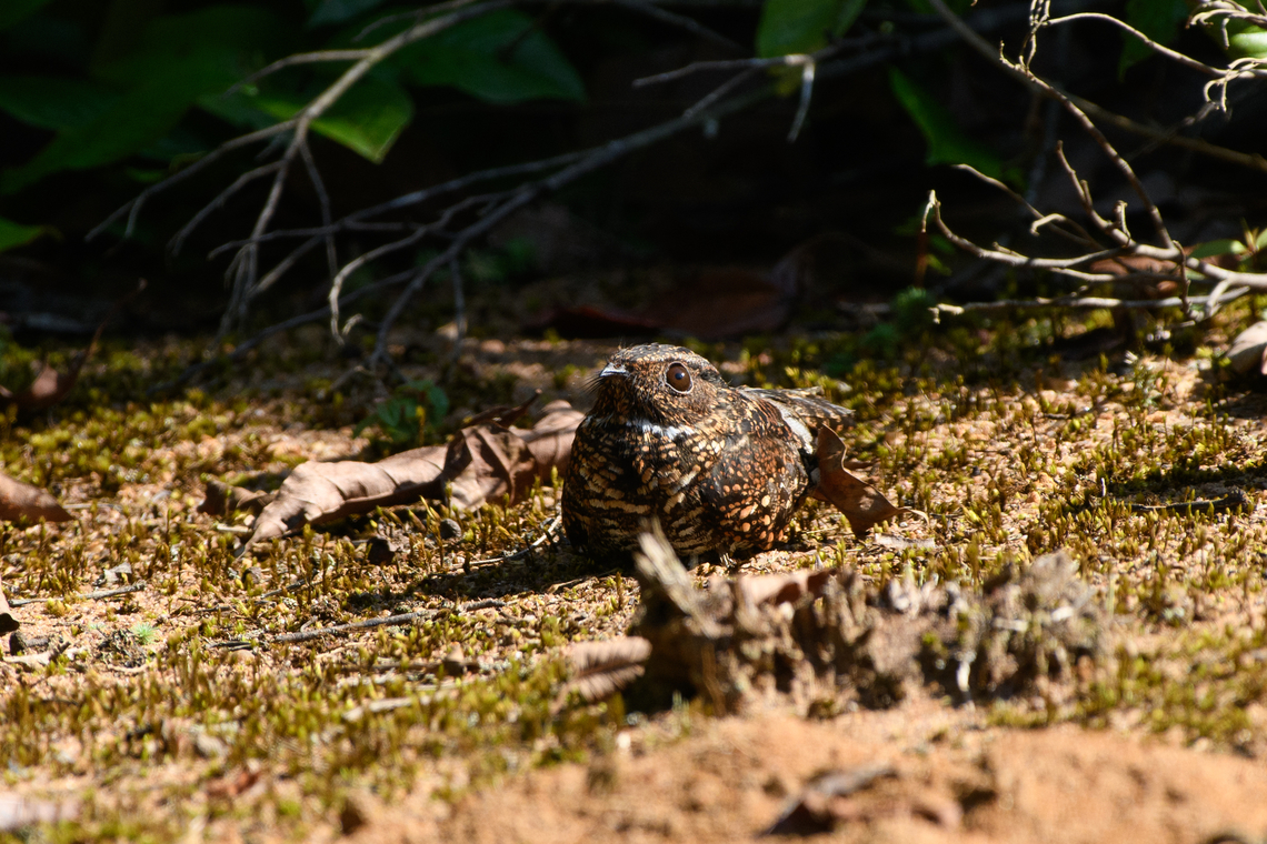 Blackish Nightjar, Mitu, Colombia <figure class="photo"><a href="https://www.jungledragon.com/image/168757/blackish_nightjar_mitu_colombia.html" title="Blackish Nightjar, Mitu, Colombia"><img src="https://s3.amazonaws.com/media.jungledragon.com/images/2/168757_thumb.jpg?AWSAccessKeyId=05GMT0V3GWVNE7GGM1R2&Expires=1770854410&Signature=FrOt5U2Oxt5JYYgY%2B2BJ44iH%2Fz8%3D" width="200" height="134" alt="Blackish Nightjar, Mitu, Colombia https://www.jungledragon.com/image/168758/blackish_nightjar_mitu_colombia.html Blackish Nightjar,Colombia,Colombia 2024,Fall,Geotagged,Mit&uacute;,Nyctipolus nigrescens,South America,World" /></a></figure> Blackish nightjar,Colombia,Colombia 2024,Fall,Geotagged,Mit&uacute;,Nyctipolus nigrescens,South America,World