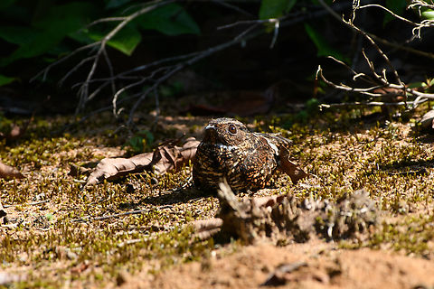 Blackish Nightjar, Mitu, Colombia https://www.jungledragon.com/image/168757/blackish_nightjar_mitu_colombia.html Blackish nightjar,Colombia,Colombia 2024,Fall,Geotagged,Mitú,Nyctipolus nigrescens,South America,World