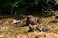 Blackish Nightjar, Mitu, Colombia https://www.jungledragon.com/image/168757/blackish_nightjar_mitu_colombia.html Blackish nightjar,Colombia,Colombia 2024,Fall,Geotagged,Mitú,Nyctipolus nigrescens,South America,World