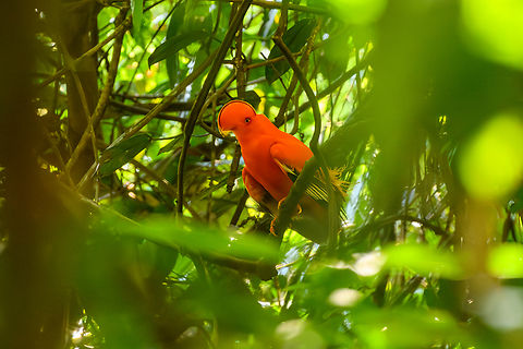 Guianan Cock-of-the-rock, Mitu, Colombia  Colombia,Colombia 2024,Fall,Geotagged,Guianan cock-of-the-rock,Mitú,Rupicola  rupicola,South America,World