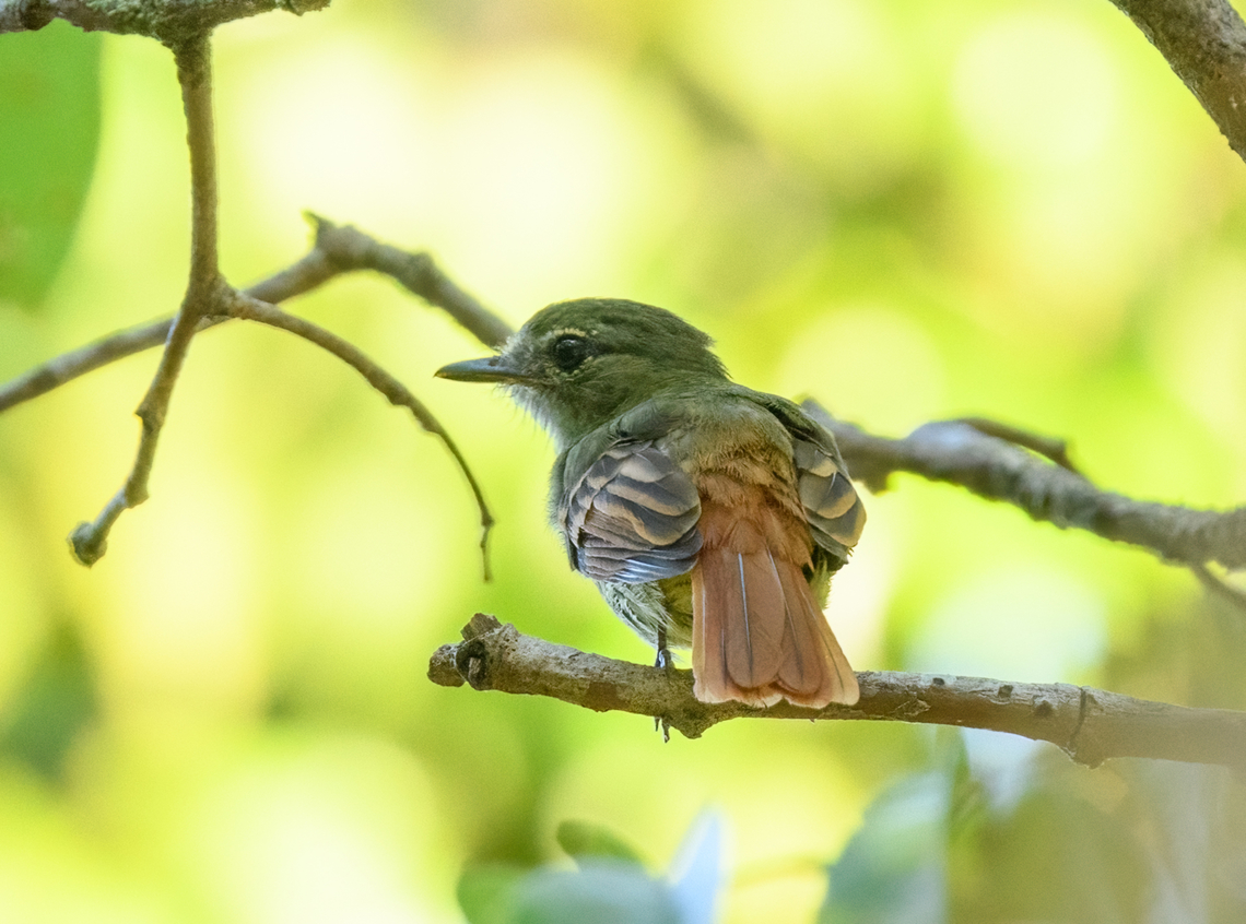 Rufous-tailed Flatbill, Mitu, Colombia  Colombia,Colombia 2024,Fall,Geotagged,Mitú,Ramphotrigon ruficauda,Rufous-tailed flatbill,South America,World
