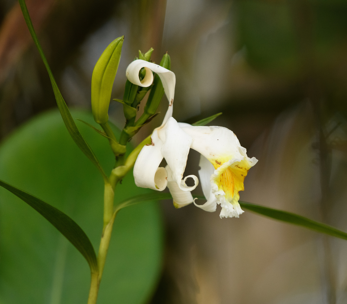 Sobralia chrysostoma, Mitu, Colombia  Colombia,Colombia 2024,Fall,Geotagged,Golden-Lipped Sobralia,Mitú,Sobralia chrysostoma,South America,World