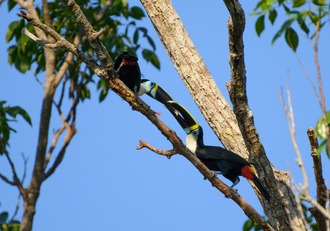 Channel-billed Toucan, Mitu, Colombia A couple loudly bickering. Channel-billed Toucan,Colombia,Colombia 2024,Fall,Geotagged,Mit&uacute;,Ramphastos vitellinus,South America,World