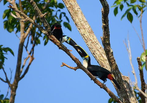 Channel-billed Toucan, Mitu, Colombia A couple loudly bickering. Channel-billed Toucan,Colombia,Colombia 2024,Fall,Geotagged,Mitú,Ramphastos vitellinus,South America,World