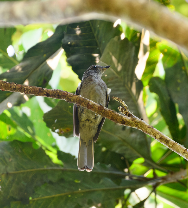 Screaming Piha, Mitu, Colombia  Colombia,Colombia 2024,Fall,Geotagged,Lipaugus vociferans,Mitú,Screaming Piha,South America,World