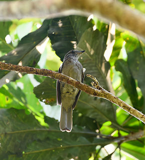 Screaming Piha, Mitu, Colombia  Colombia,Colombia 2024,Fall,Geotagged,Lipaugus vociferans,Mitú,Screaming Piha,South America,World