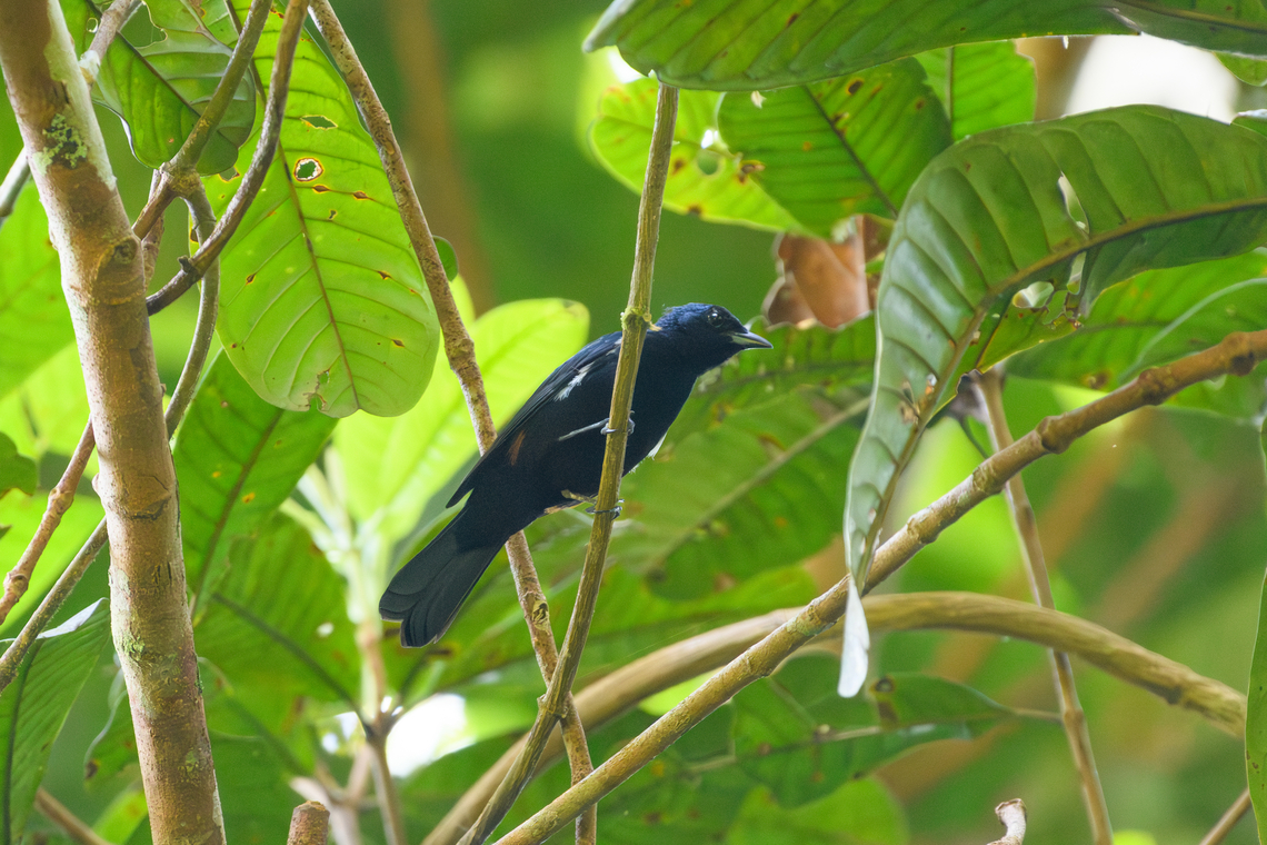 Fulvous-crested Tanager, Mitu, Colombia  Colombia,Colombia 2024,Fall,Fulvous-crested tanager,Geotagged,Mit&uacute;,South America,Tachyphonus surinamus,World