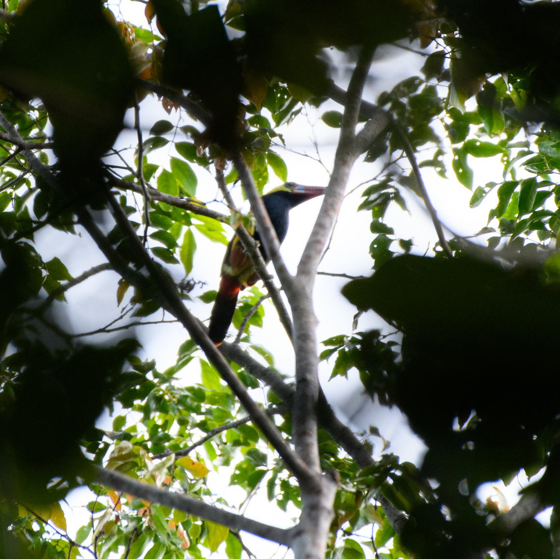 Tawny-tufted Toucanet, Mitu, Colombia A bird that deserves a better photo but it was not cooperative. Colombia,Colombia 2024,Fall,Geotagged,Mitú,Selenidera nattereri,South America,Tawny-tufted toucanet,World