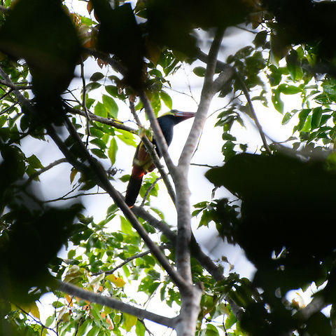 Tawny-tufted Toucanet, Mitu, Colombia A bird that deserves a better photo but it was not cooperative. Colombia,Colombia 2024,Fall,Geotagged,Mit&uacute;,Selenidera nattereri,South America,Tawny-tufted toucanet,World