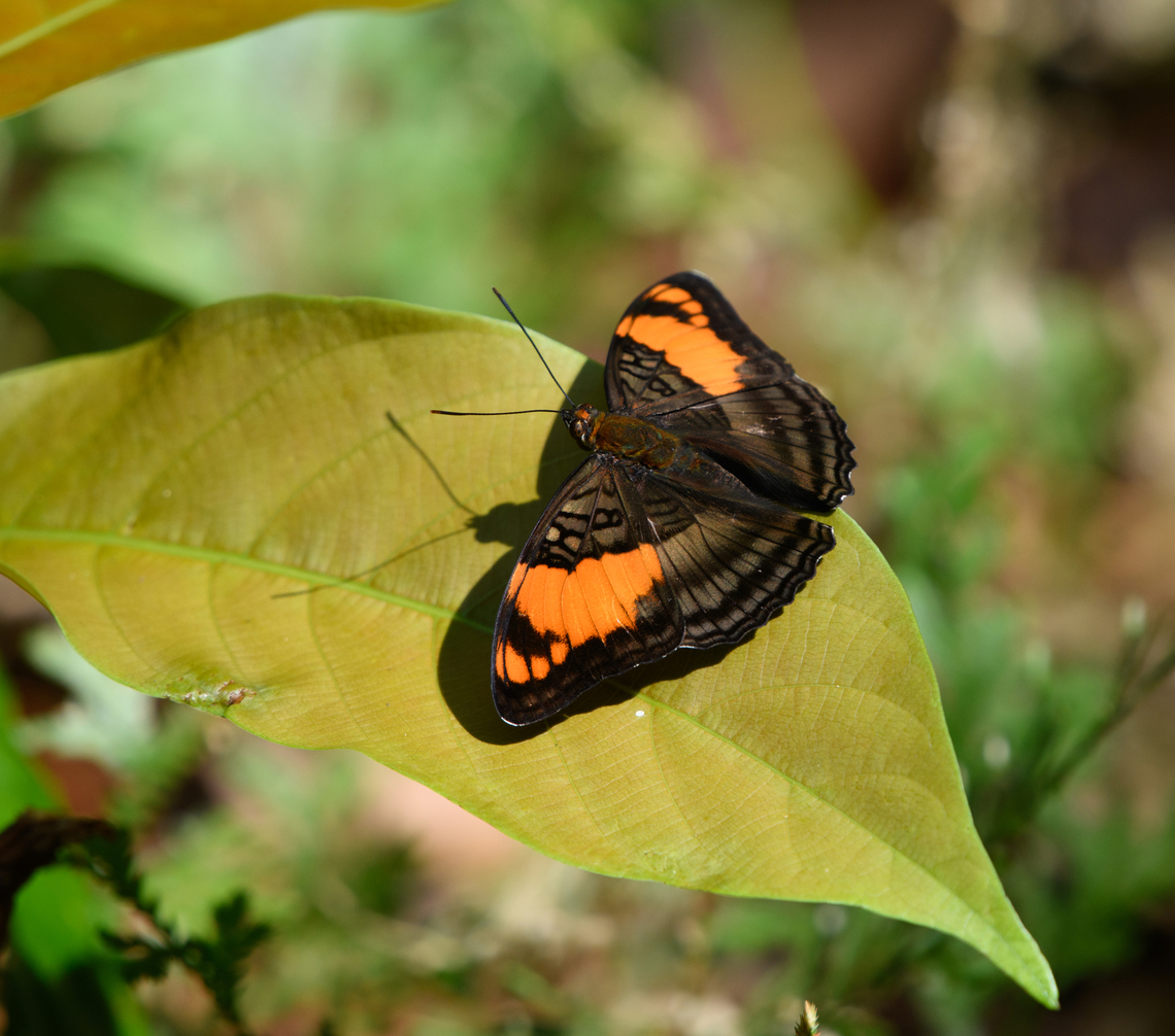 Adelpha mesentina, Mitu, Colombia  Adelpha mesentina,Colombia,Colombia 2024,Fall,Geotagged,Mesentina sister,Mitú,South America,World
