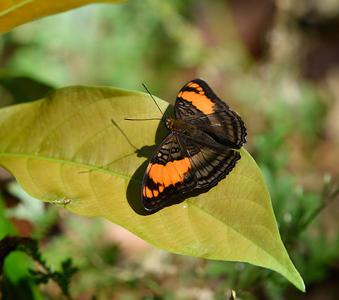 Adelpha mesentina, Mitu, Colombia  Adelpha mesentina,Colombia,Colombia 2024,Fall,Geotagged,Mesentina sister,Mit&uacute;,South America,World