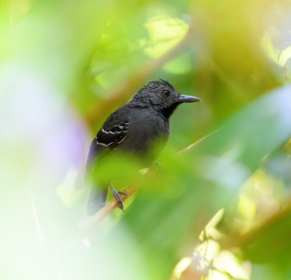 Black-headed Antbird, Mitu, Colombia  Black-headed antbird,Colombia,Colombia 2024,Fall,Geotagged,Mitú,Percnostola rufifrons,South America,World