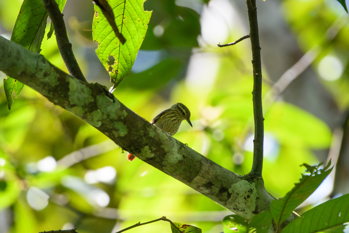 Rufous-tailed Xenops, Mitu, Colombia  Colombia,Colombia 2024,Fall,Geotagged,Microxenops milleri,Mit&uacute;,Rufous-tailed xenops,South America,World