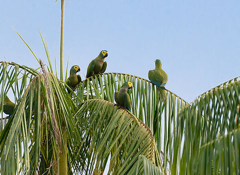 Red-bellied Macaw, Mitu, Colombia  Colombia,Colombia 2024,Fall,Geotagged,Mitú,Orthopsittaca manilatus,Red-bellied macaw,South America,World