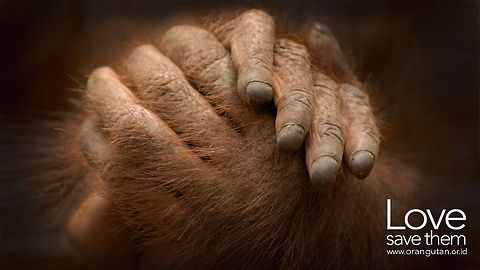 Orangutan cause This wallpaper was just sent to me as a result of our donation yesterday to the Orangutan cause.  Bornean orangutan,Donations,Pongo pygmaeus