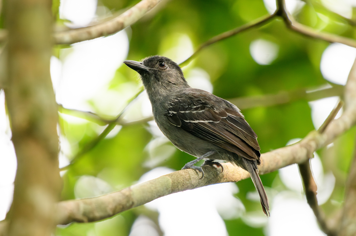 Blackish-grey Antshrike, Mitu, Colombia  Blackish-grey antshrike,Colombia,Colombia 2024,Fall,Geotagged,Mitú,South America,Thamnophilus nigrocinereus,World
