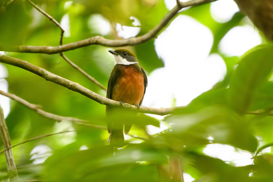 Yellow-crested Manakin, Mitu, Colombia  Colombia,Colombia 2024,Fall,Geotagged,Heterocercus flavivertex,Mitú,South America,World,Yellow-crested manakin