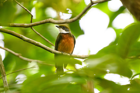 Yellow-crested Manakin, Mitu, Colombia  Colombia,Colombia 2024,Fall,Geotagged,Heterocercus flavivertex,Mitú,South America,World,Yellow-crested manakin