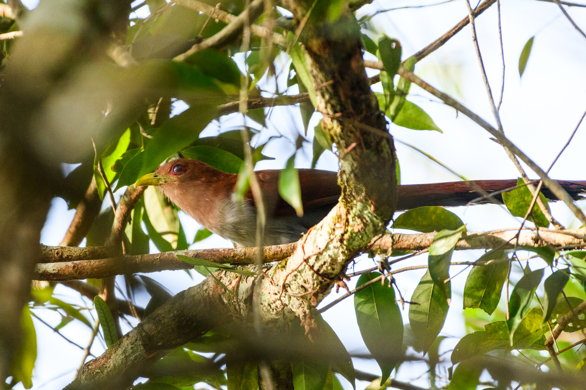 Squirrel Cuckoo, Mitu, Colombia  Colombia,Colombia 2024,Fall,Geotagged,Mitú,Piaya cayana,South America,Squirrel cuckoo,World