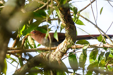 Squirrel Cuckoo, Mitu, Colombia  Colombia,Colombia 2024,Fall,Geotagged,Mit&uacute;,Piaya cayana,South America,Squirrel cuckoo,World